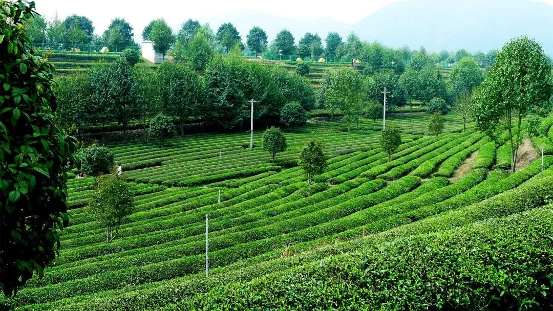 KY平台-KY（中国）一站式服务平台茶业庄园—百茶园1.png